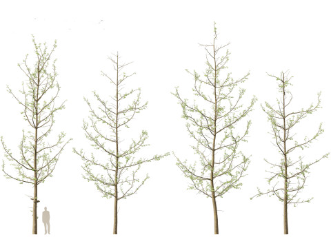Ginkgo Biloba - Maidenhair Tree 16 3D Model