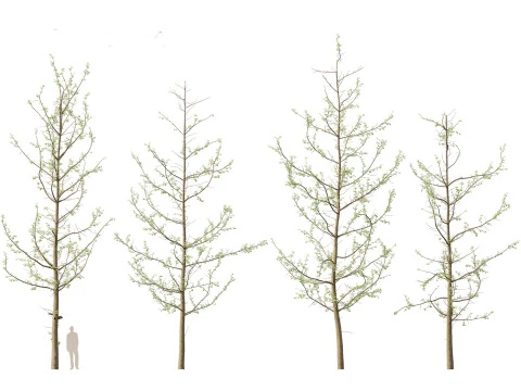 Ginkgo Biloba - Maidenhair Tree 16 3D Model