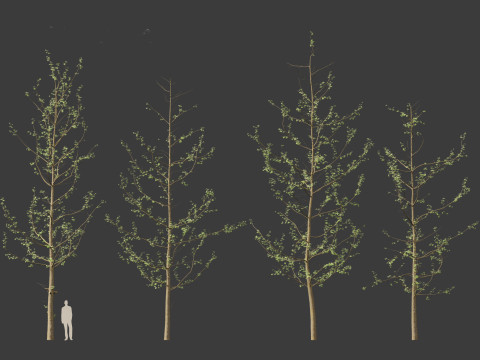 Ginkgo Biloba - Maidenhair Tree 16 3D Model