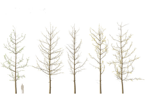 Ginkgo Biloba - Maidenhair Tree 16 3D Model