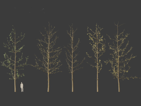 Ginkgo Biloba - Maidenhair Tree 16 3D Model