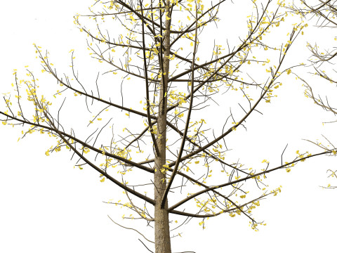Ginkgo Biloba - Maidenhair Tree 16 3D Model