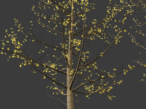 Ginkgo Biloba - Maidenhair Tree 16 3D Model