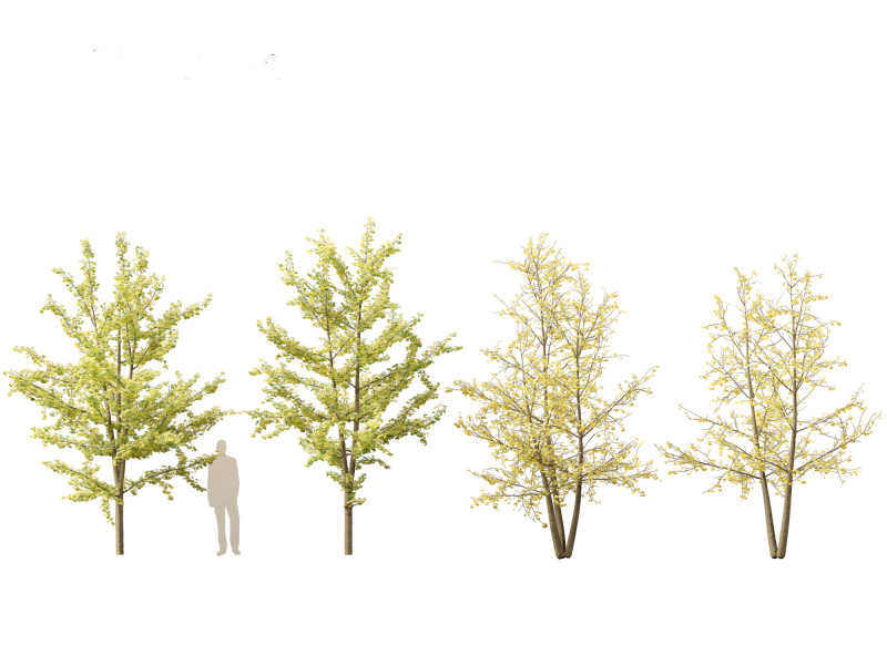 Ginkgo Biloba - Maidenhair Tree 15 Modelo 3D .c4d .max .obj .3ds .fbx .stl .blend 