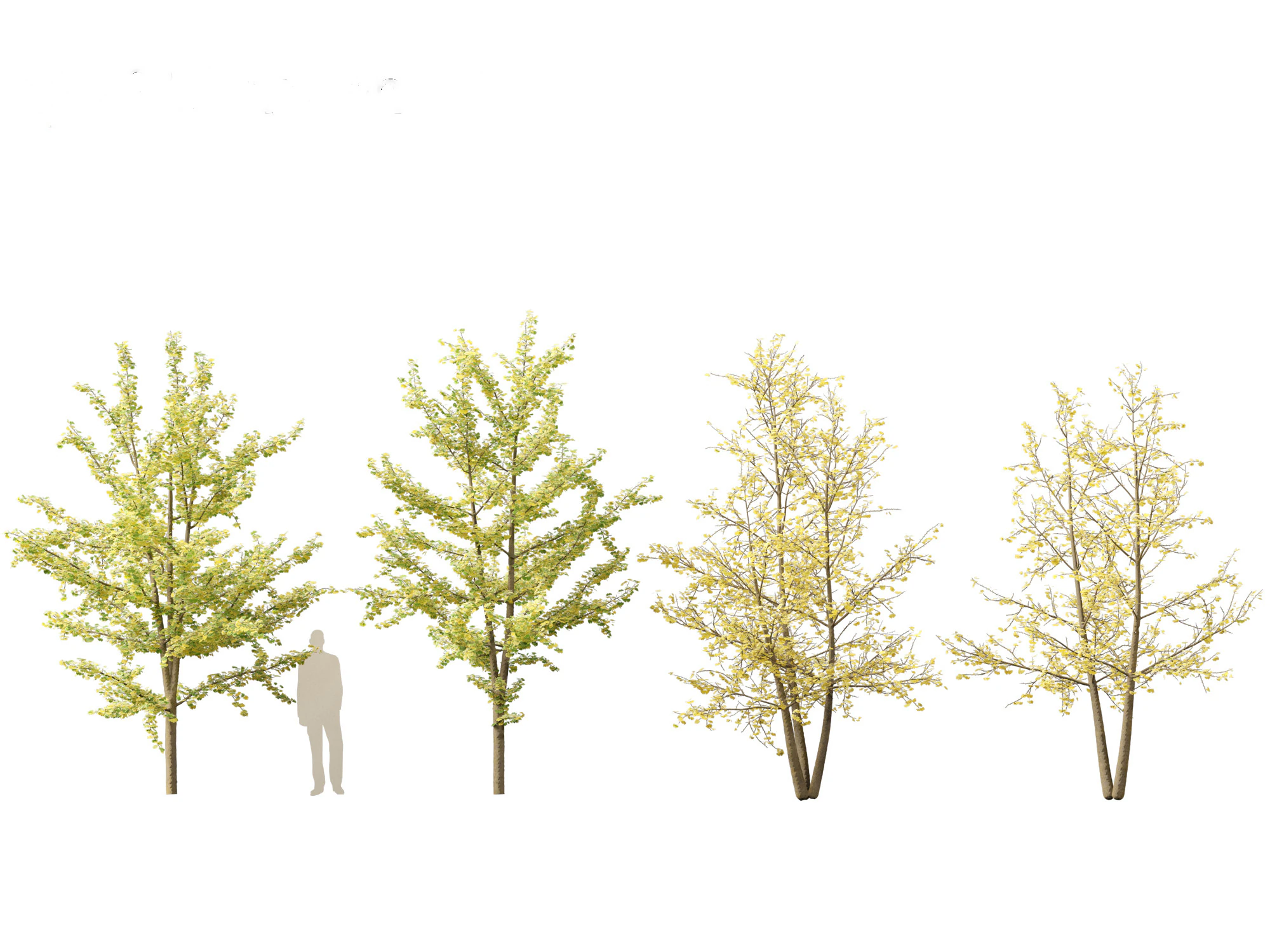 Ginkgo Biloba - Maidenhair Tree 15 3D Model .c4d .max .obj .3ds .fbx .stl .blend 