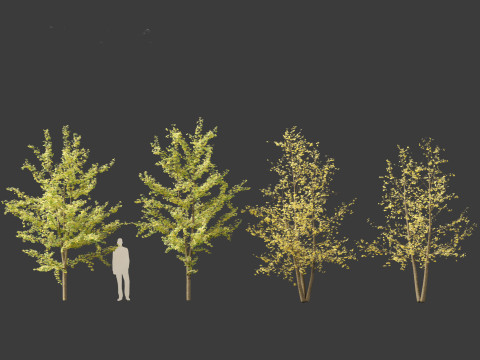 Ginkgo Biloba - Maidenhair Tree 15 Modelo 3D