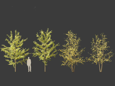 Ginkgo Biloba - Maidenhair Tree 15 3D Model