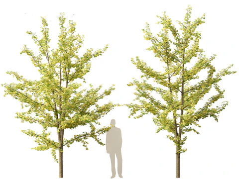 Ginkgo Biloba - Maidenhair Tree 15 3D Model