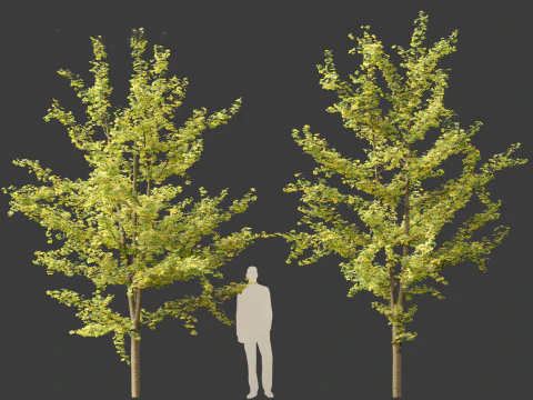 Ginkgo Biloba - Maidenhair Tree 15 3D Model