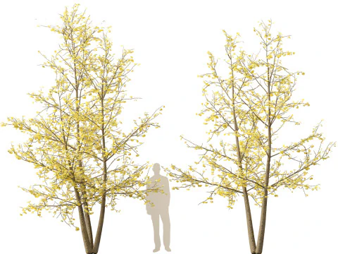 Ginkgo Biloba - Maidenhair Tree 15 3D Model
