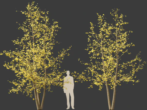 Ginkgo Biloba - Maidenhair Tree 15 3D Model
