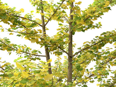 Ginkgo Biloba - Maidenhair Tree 15 3D Model