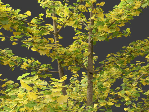 Ginkgo Biloba - Maidenhair Tree 15 3D Model