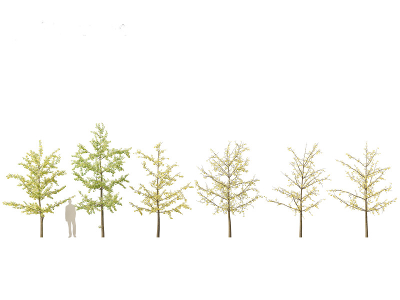 Ginkgo Biloba - Maidenhair Tree 14 3D Model .c4d .max .obj .3ds .fbx .stl .blend 