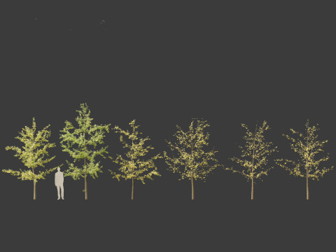 Ginkgo Biloba - Maidenhair Tree 14 3D Model
