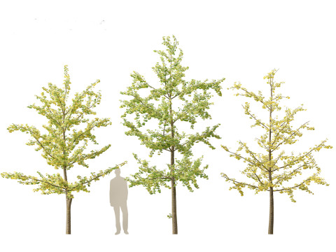Ginkgo Biloba - Maidenhair Tree 14 3D Model