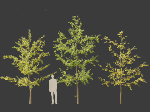 Ginkgo Biloba - Maidenhair Tree 14 3D Model