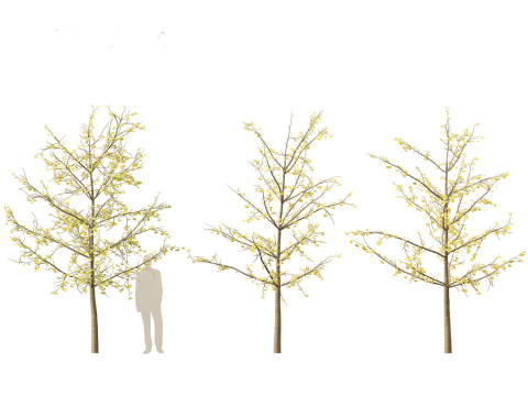 Ginkgo Biloba - Maidenhair Tree 14 3D Model