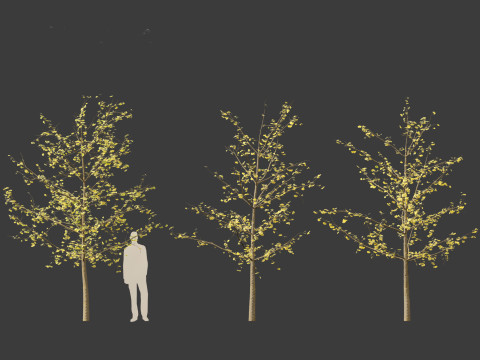 Ginkgo Biloba - Maidenhair Tree 14 3D Model