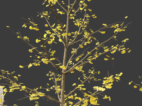 Ginkgo Biloba - Maidenhair Tree 14 3D Model