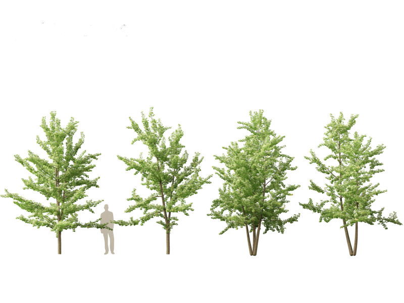 Ginkgo Biloba - Maidenhair Tree 13 Modèle 3D .c4d .max .obj .3ds .fbx .stl .blend 