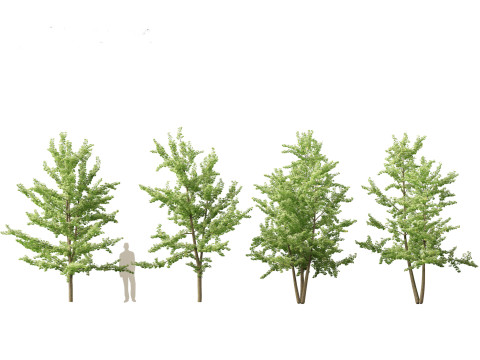 Ginkgo Biloba - Maidenhair Tree 13 3D Model