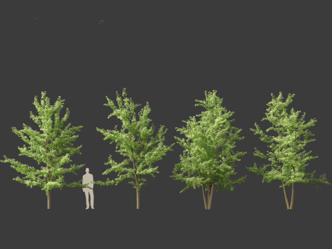 Ginkgo Biloba - Maidenhair Tree 13 Modèle 3D