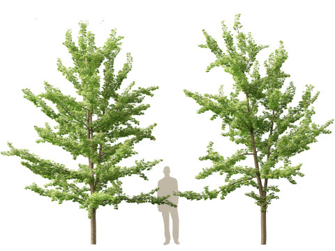Ginkgo Biloba - Maidenhair Tree 13 Modèle 3D