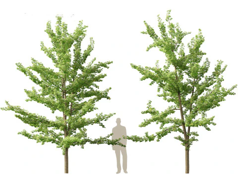 Ginkgo Biloba - Maidenhair Tree 13 3D Model