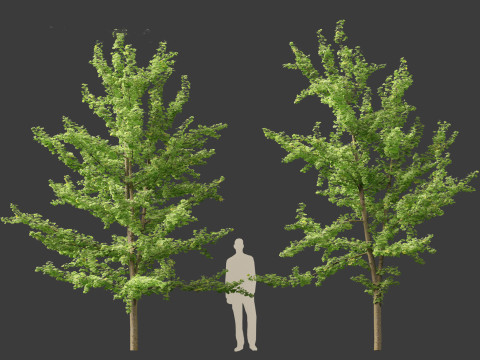 Ginkgo Biloba - Maidenhair Tree 13 Modèle 3D