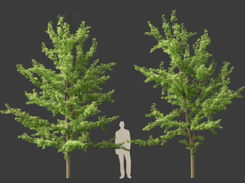 Ginkgo Biloba - Maidenhair Tree 13 3D Model