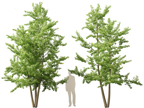 Ginkgo Biloba - Maidenhair Tree 13 Modèle 3D