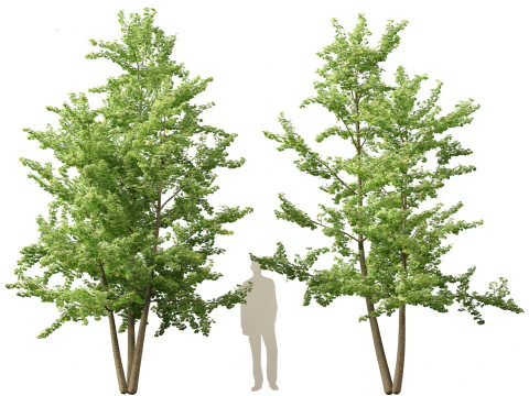 Ginkgo Biloba - Maidenhair Tree 13 3D Model