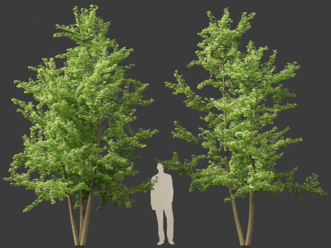 Ginkgo Biloba - Maidenhair Tree 13 Modèle 3D