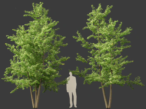 Ginkgo Biloba - Maidenhair Tree 13 3D Model