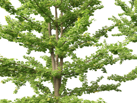 Ginkgo Biloba - Maidenhair Tree 13 Modèle 3D