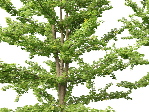 Ginkgo Biloba - Maidenhair Tree 13 3D Model