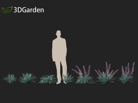 Dianella caerulea - Flax Lily 3D मॉडल