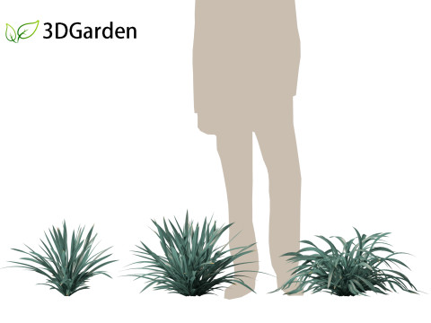 Dianella caerulea - Flax Lily 3D मॉडल