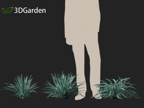 Dianella caerulea - Flax Lily 3D Model