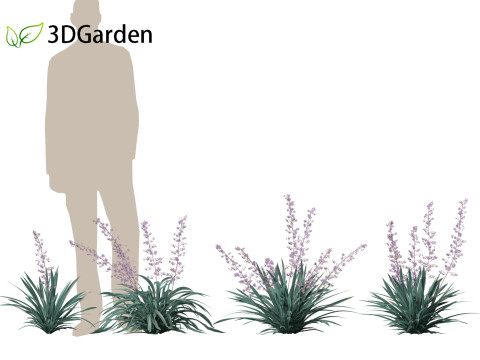 Dianella caerulea - Flax Lily 3D मॉडल