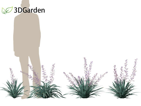 Dianella caerulea - Flax Lily 3D Model
