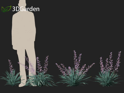 Dianella caerulea - Flax Lily 3D Model