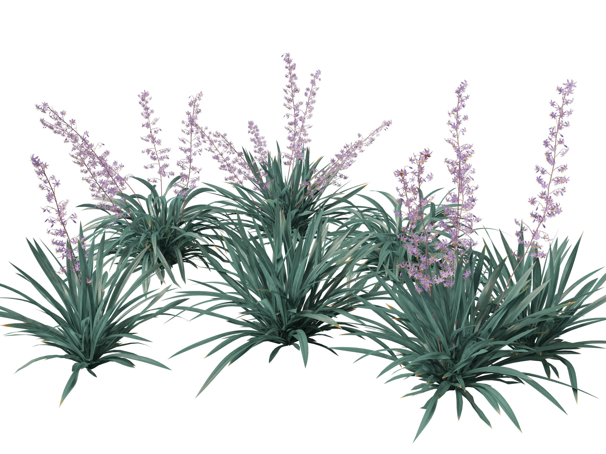 Dianella caerulea - Flax Lily 3D Model .c4d .max .obj .3ds .fbx .stl .blend