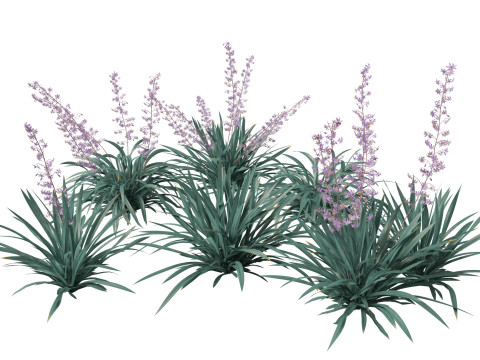 Dianella caerulea - Flax Lily 3Dモデル