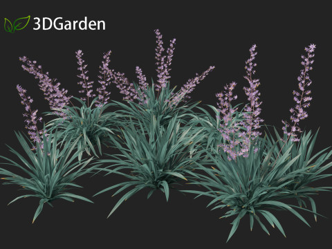 Dianella caerulea - Flax Lily 3D मॉडल