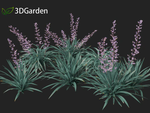Dianella caerulea - Flax Lily 3D Model