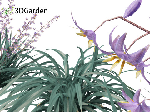 Dianella caerulea - Flax Lily 3D मॉडल