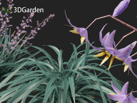 Dianella caerulea - Flax Lily 3D Model
