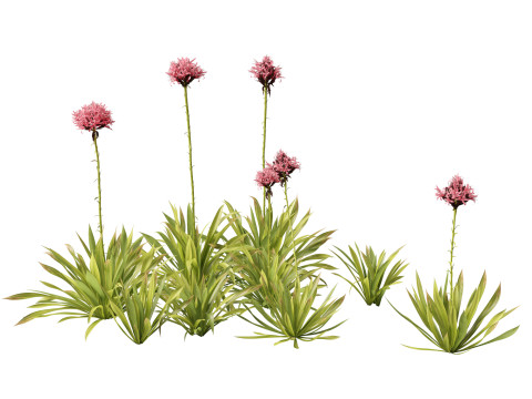 Doryanthes excelsa - Gymea Lily 3D Model